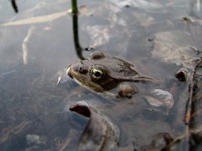 A wood frog settled into the mud in a pond with only it's head and knees above water.