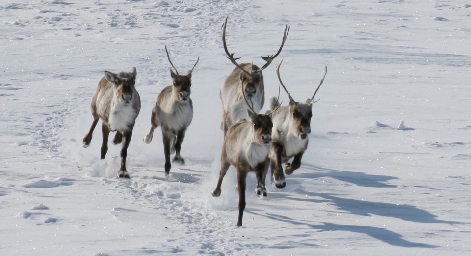 Caribou: Nomads of the North (U.S. National Park Service)