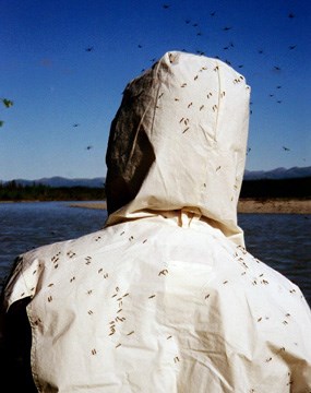 Lots of mosquitos flying around a persons back as they float down the Koyukuk River.