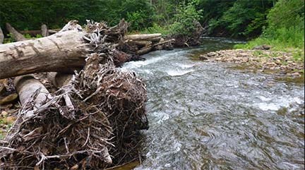 fast moving stream with dead trees