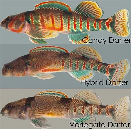 three bright colored red and green striped fish