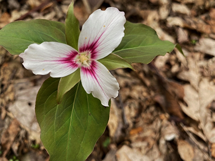 large white flower with three big petals