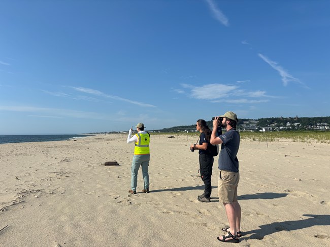 shorebird ambassadors on the beach