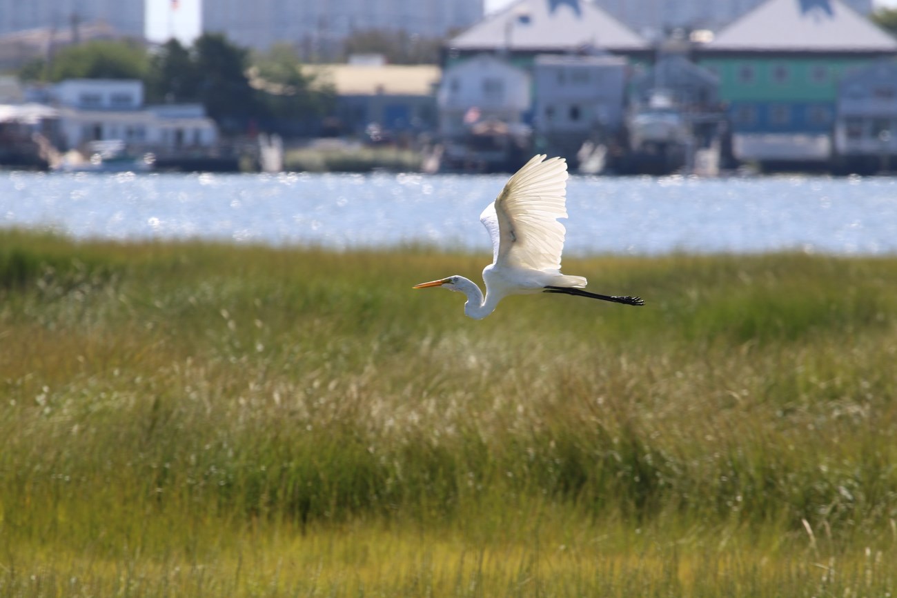 egret flying over a body of water with buildings in the background