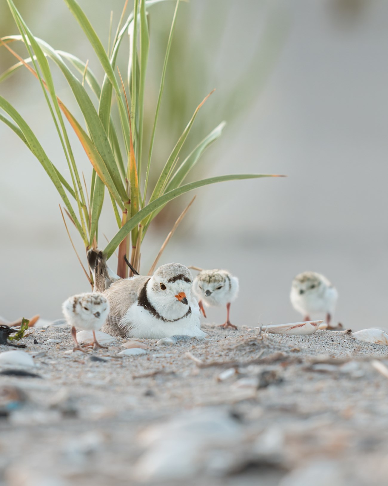 plover and babies