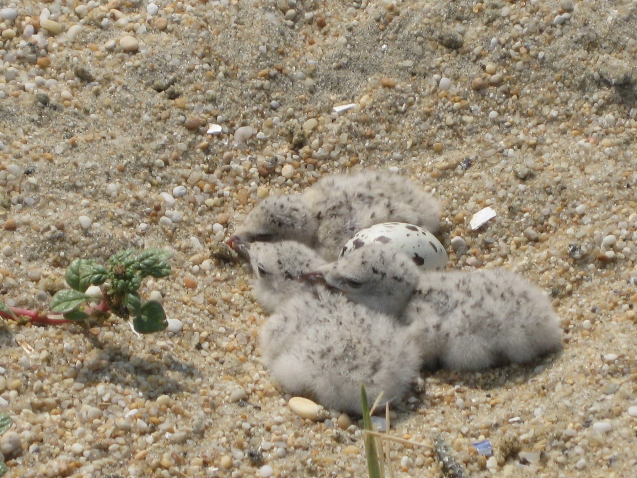 Plover chicks and eggs on the beach