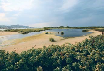 Marshes provide critical habitat for species that live in the park.