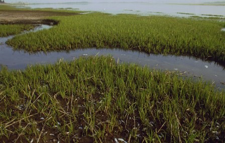 Salt marshes such as these play a key role in the water quality of Jamaica Bay.
