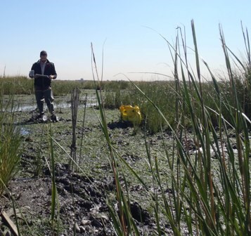 A student researcher at Yellow Bar Hassock Marsh in Jamaica Bay.
