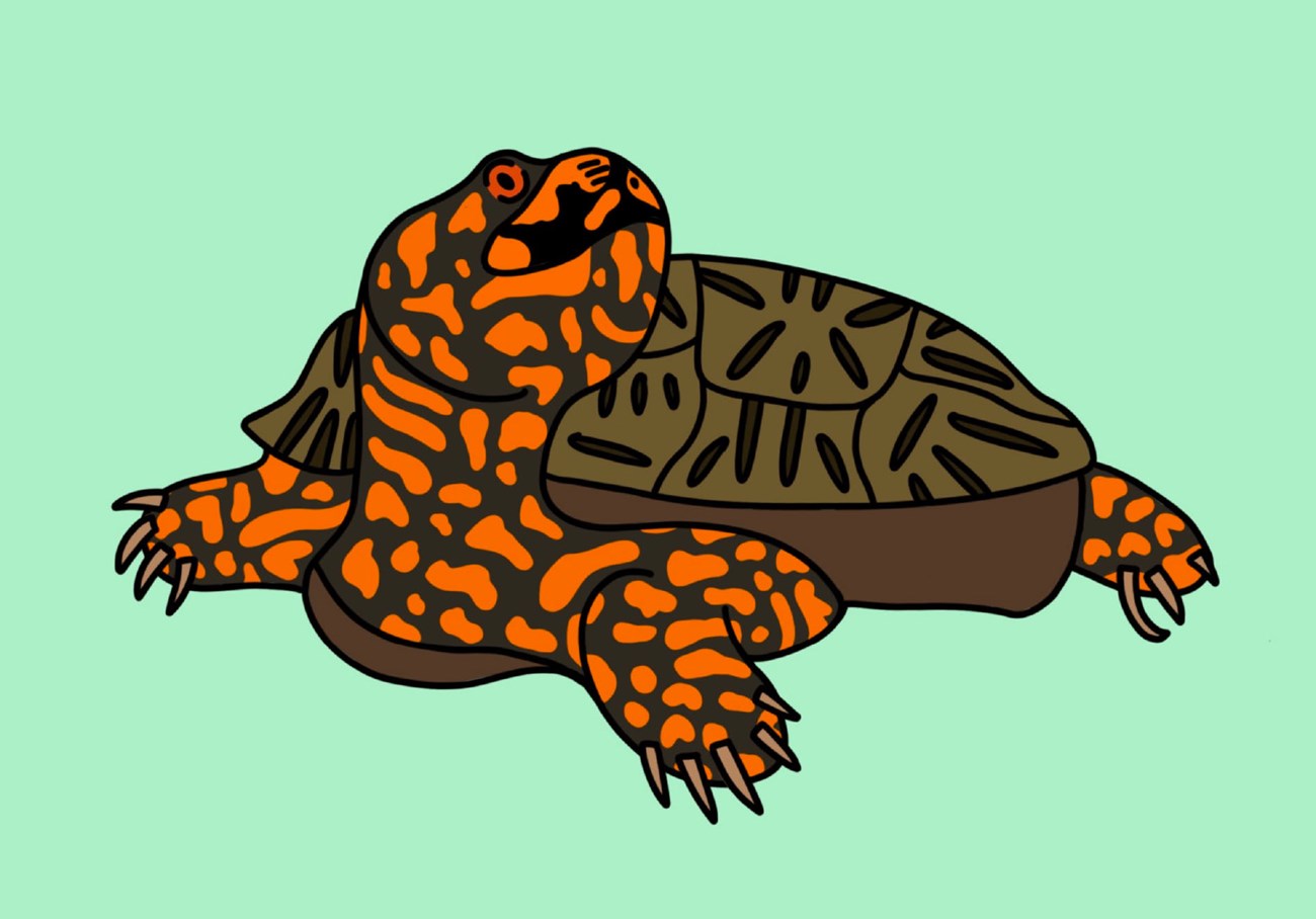 eastern box turtle drawing