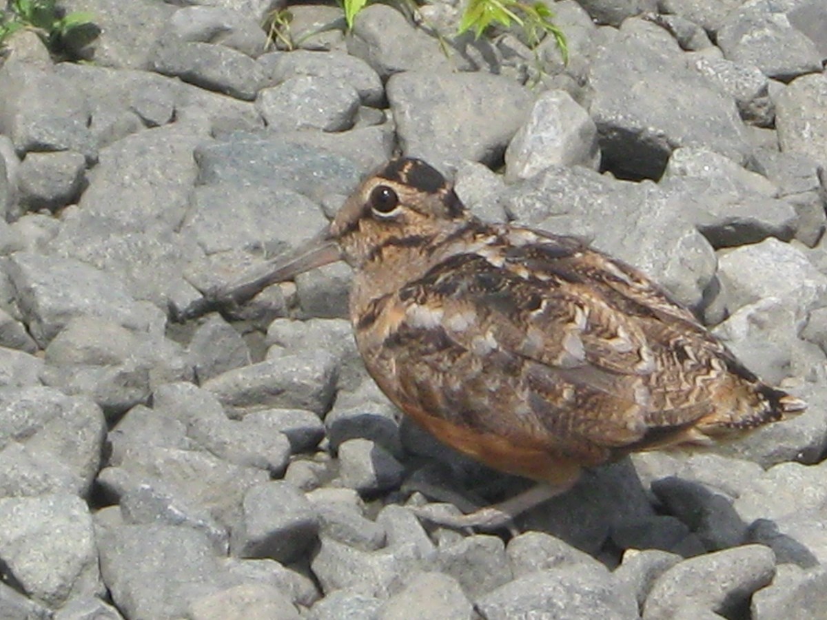 American Woodcock Gateway National Recreation Area Us National Park Service 4297