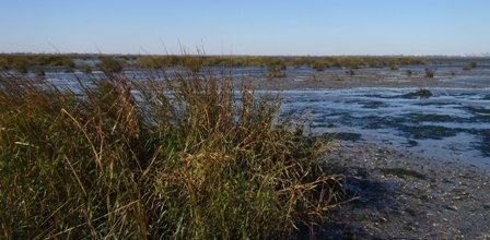Marsh grasses are fragmented and spaced far apart as the marsh degrades to become primarily mudflat.