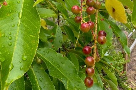 black cherry plant