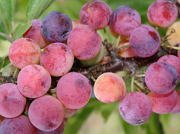 a cluster of redish-pink berries with a matte, frosty exterior
