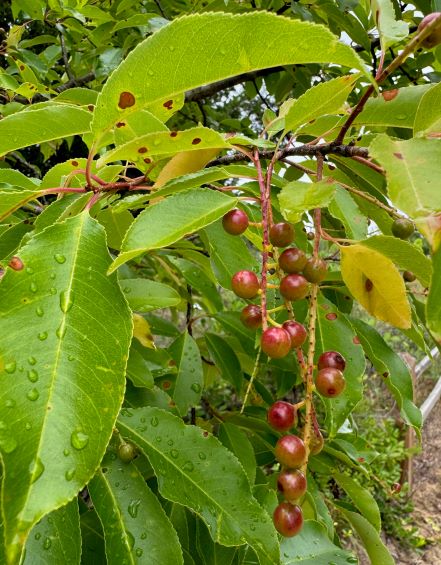 a string of small red berries with long leaves
