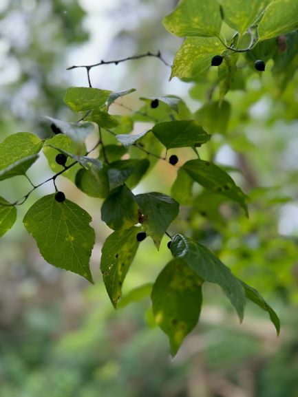 tree branch with textured, pointed leaves and small brown berries