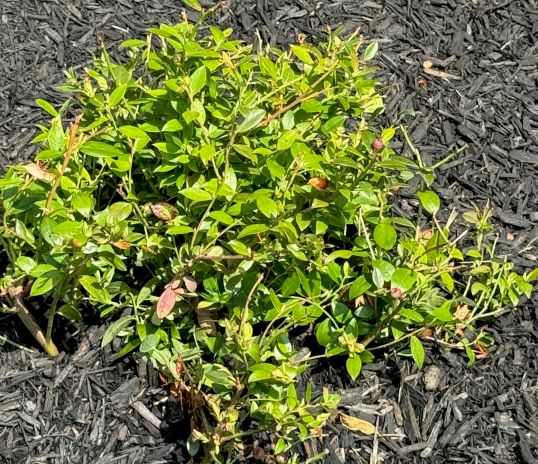 a stout, spindly shrub