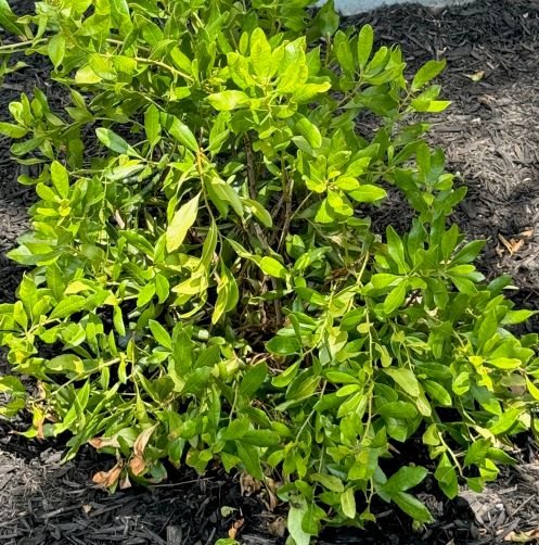 a short shrub with thin branches of ovular bright green leaves