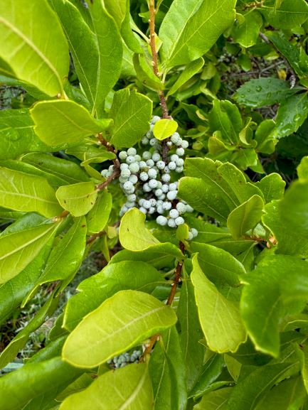a cluster of small, grey berries surrounded by large, ovular green leaves