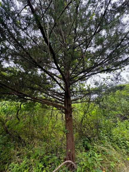 a thin tree with sparce branches made up of dark green needles