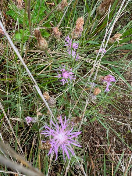 long, thin, grassy stems with bulbs at the top and frail purple flowers