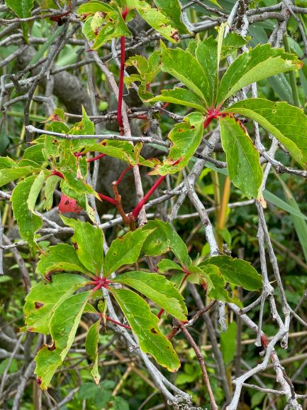 sets of seven pointed green branching out from a central point of bright pink stems