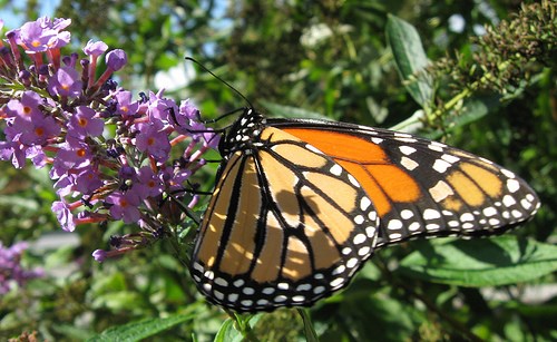 Monarch butterfly at Gateway