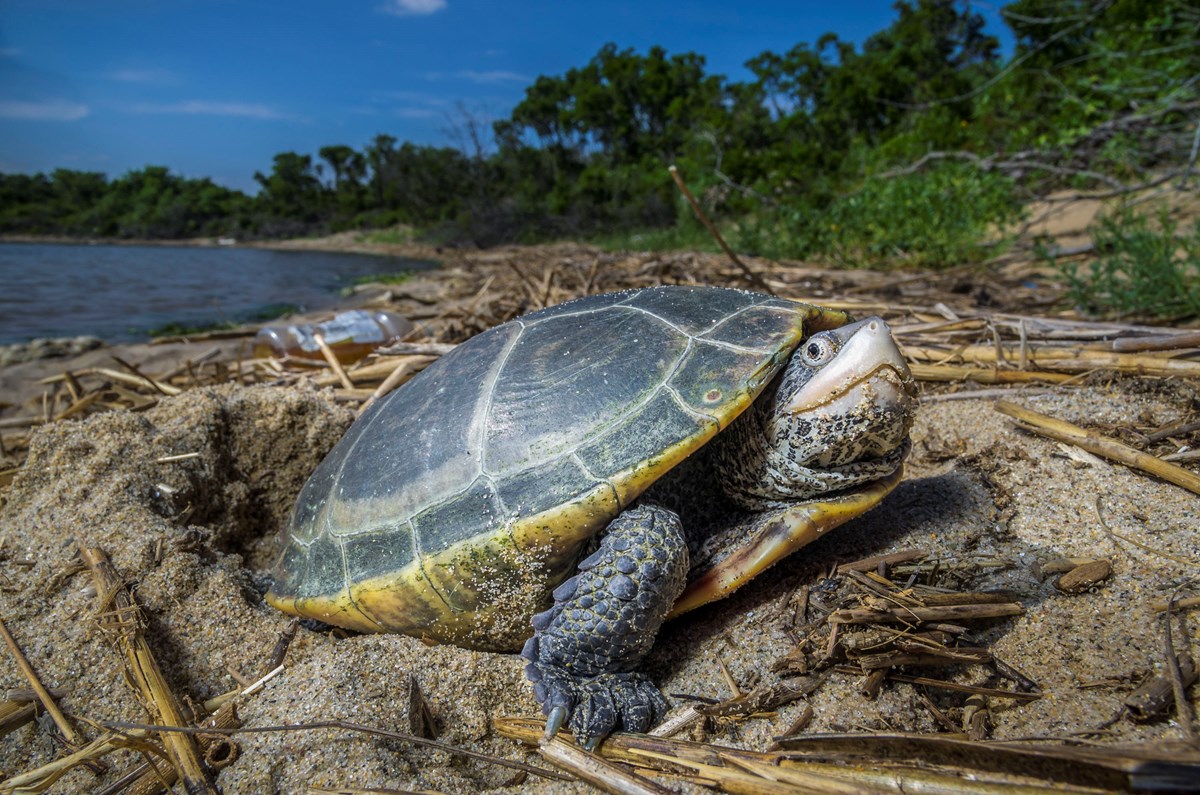 Terrapins - Gateway National Recreation Area (U.S. National Park Service)