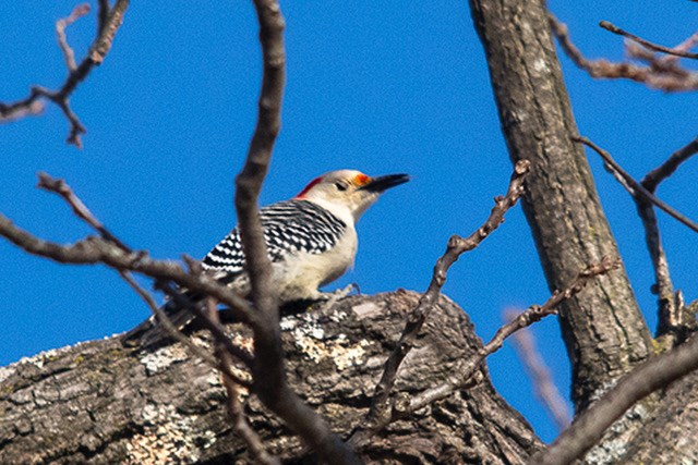 A bird sits on a tree limb among other tree branches. The bird is white with black spotted wings, a black beak, and a light red streak across its face.
