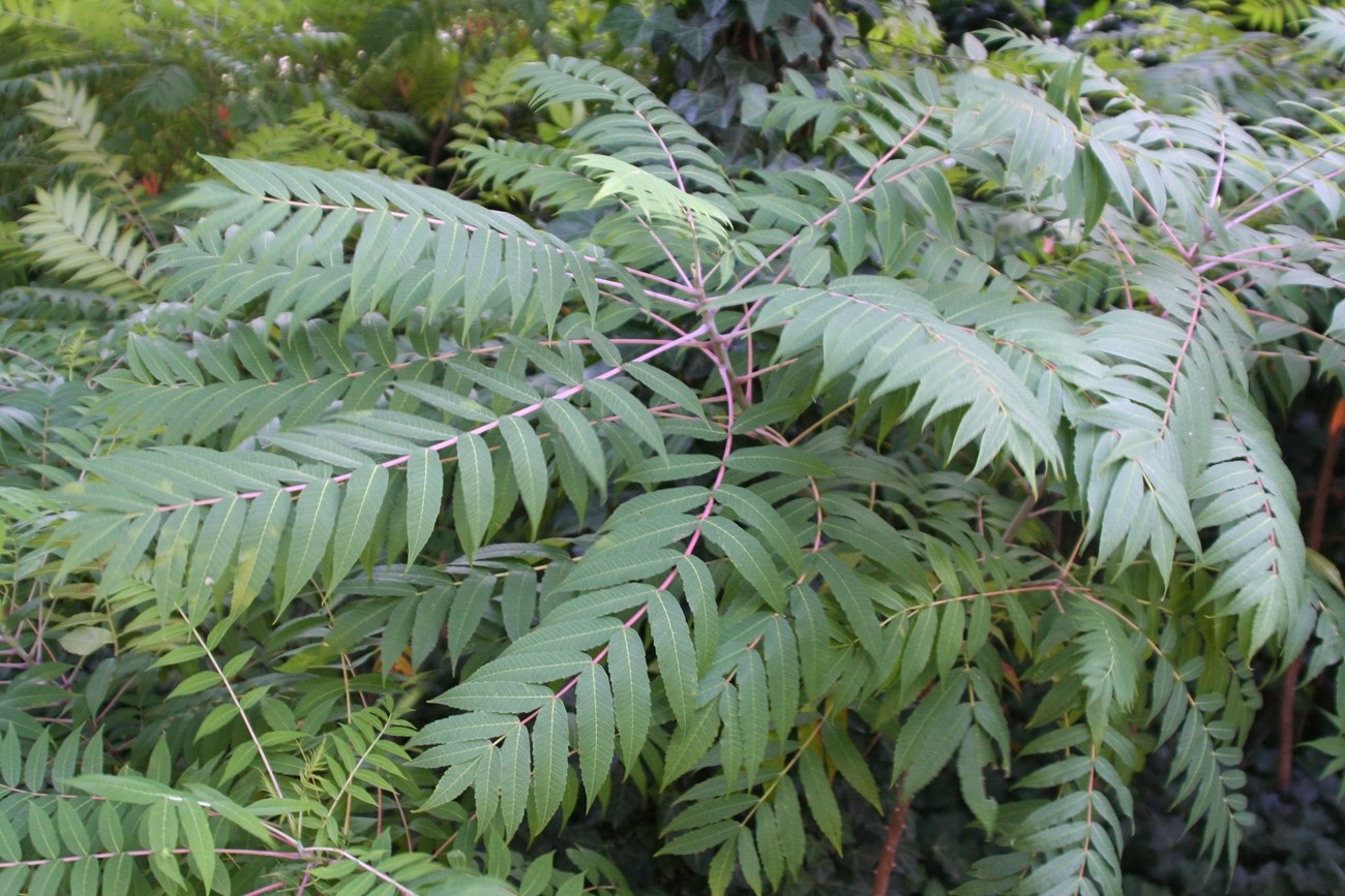 LEafy bush in forest