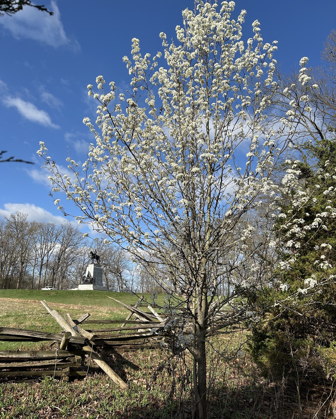 Flowering tree in a field with a monument in the background