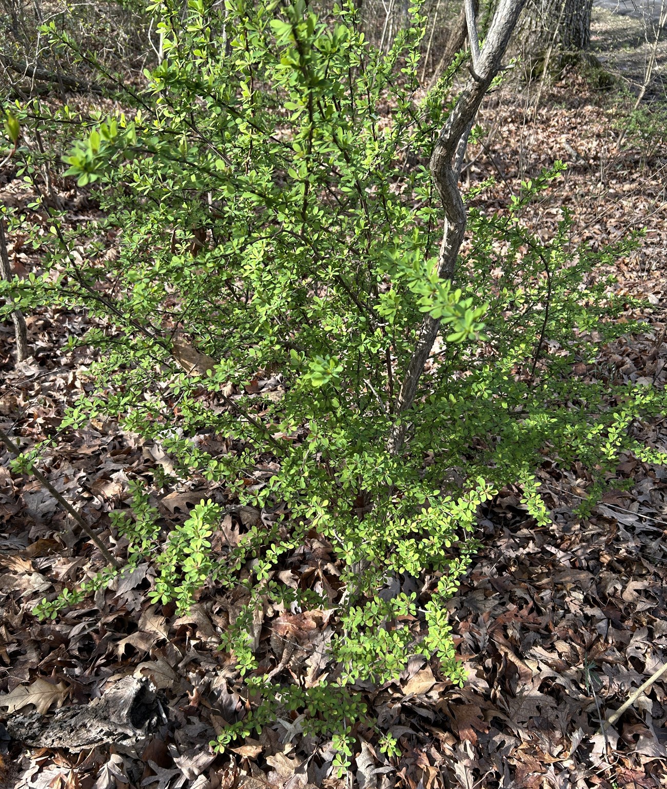 Leafy bush in forest