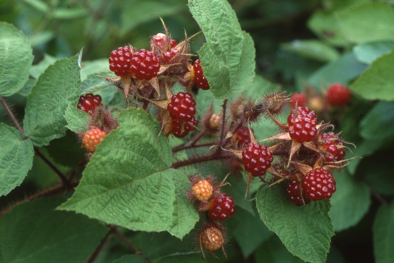 Berries and leaves