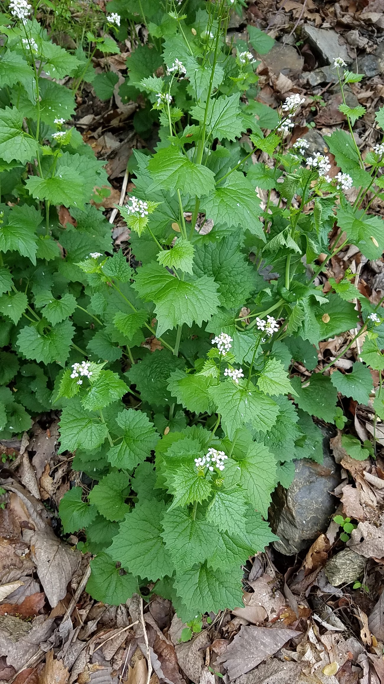 Flowering bush in forest.