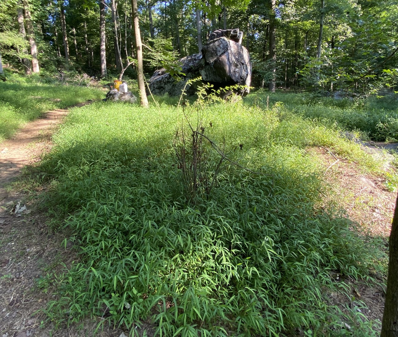 Leafy ground foliage in from of boulder