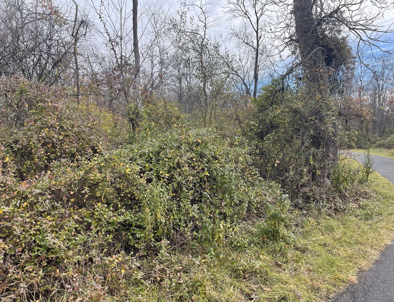 Dense bushes and tree along trail