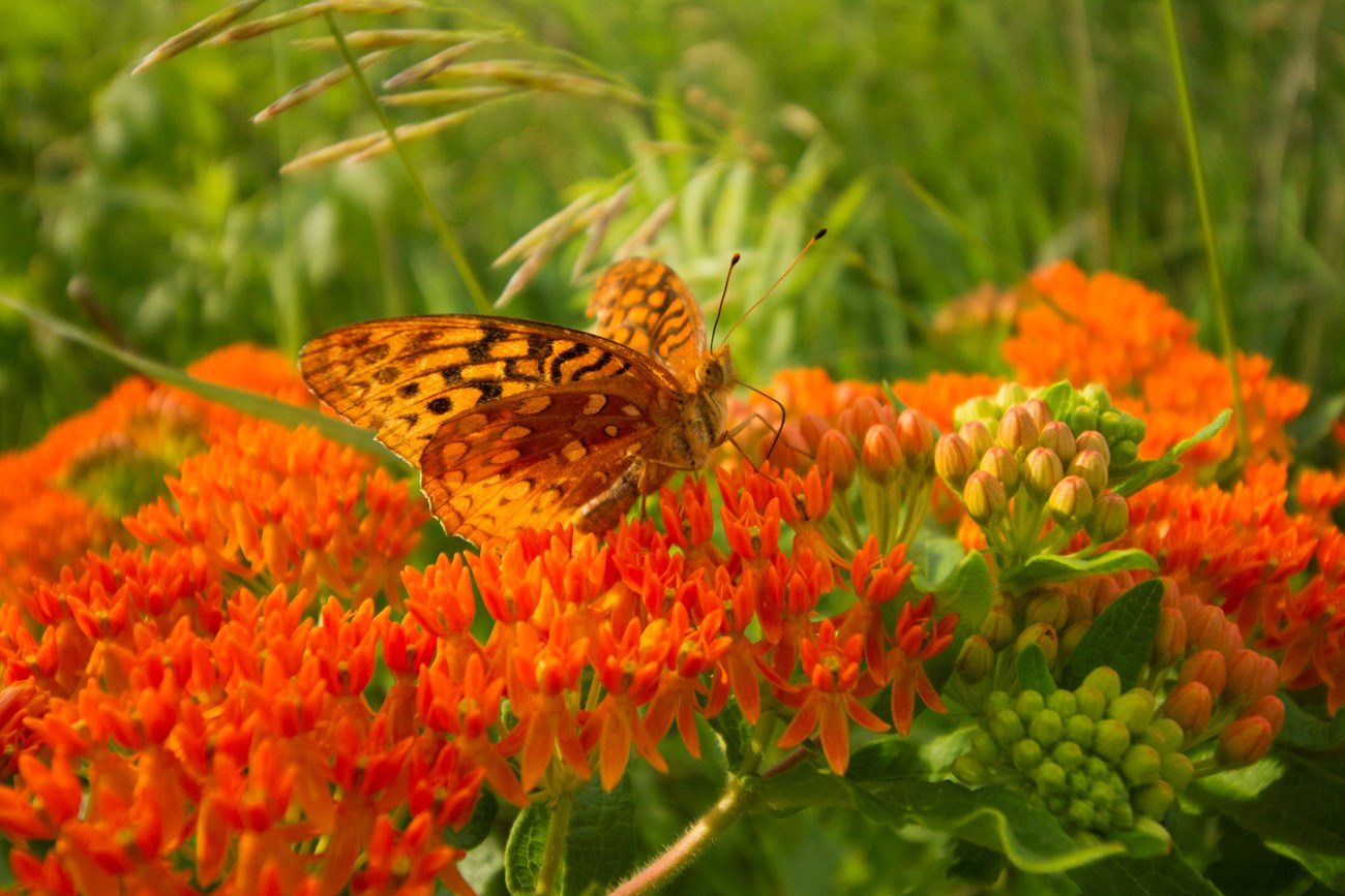 Butterfly on flowers