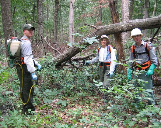 Spraying exotic species of plants.