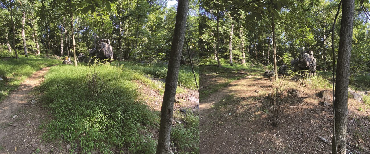 Two photographs side-by-side compare a wooded area around a very large boulder. The before photo on the left shows an overgrown area that signifies an invasive plant species. The photo on the right shows the area with the invasive plant species removed.