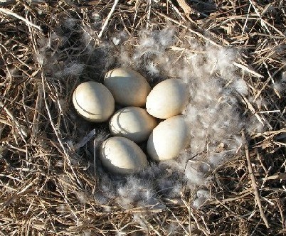 Candian Goose nest