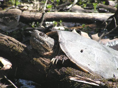 Snapping turtle.