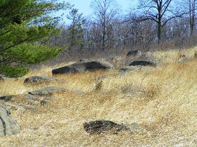 Grasses on the slope of Little Round Top.