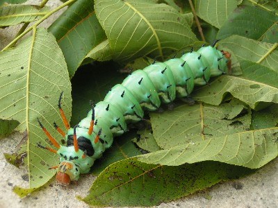 A green caterpillar with spiky horns near its head walks across a bed of green leaves.