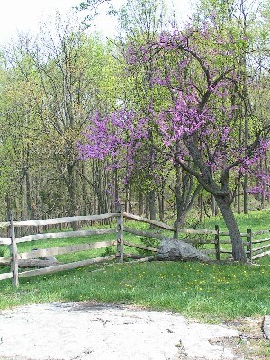 Blooming Redbud tree at Gettysburg