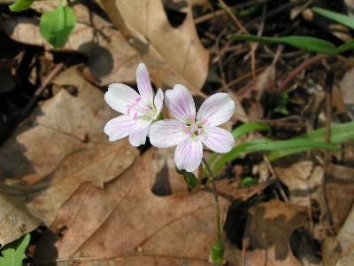 Wildflower at Gettysburg