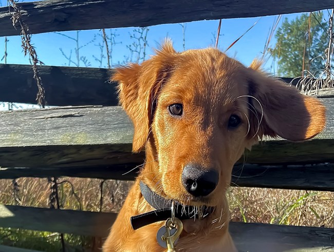 A Golden Retriever puppy in front of a fence at Gettysburg National Military Park.