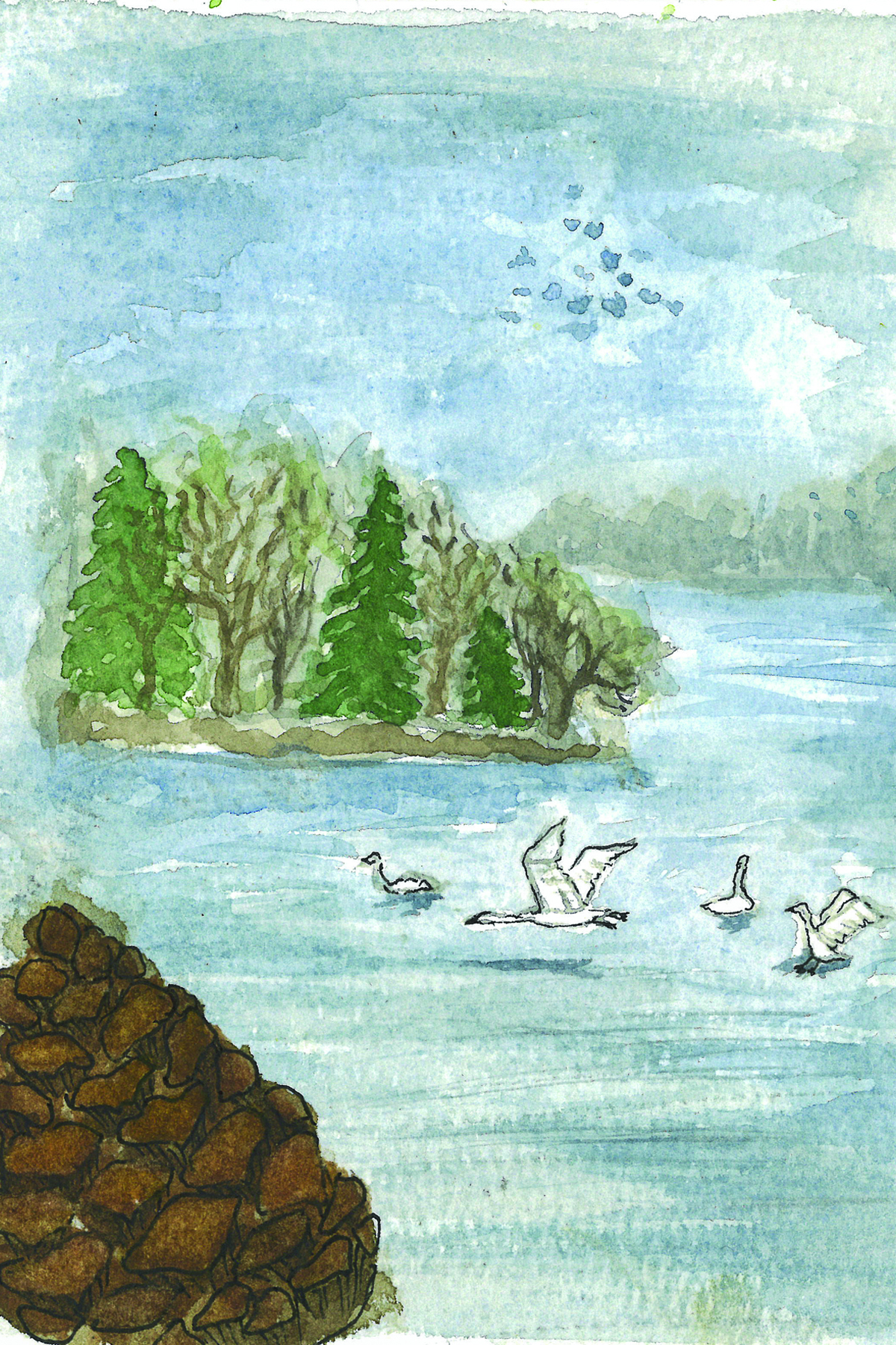 a watercolor painting of the Pope's Creek with Tundra Swans flying over the creek.
