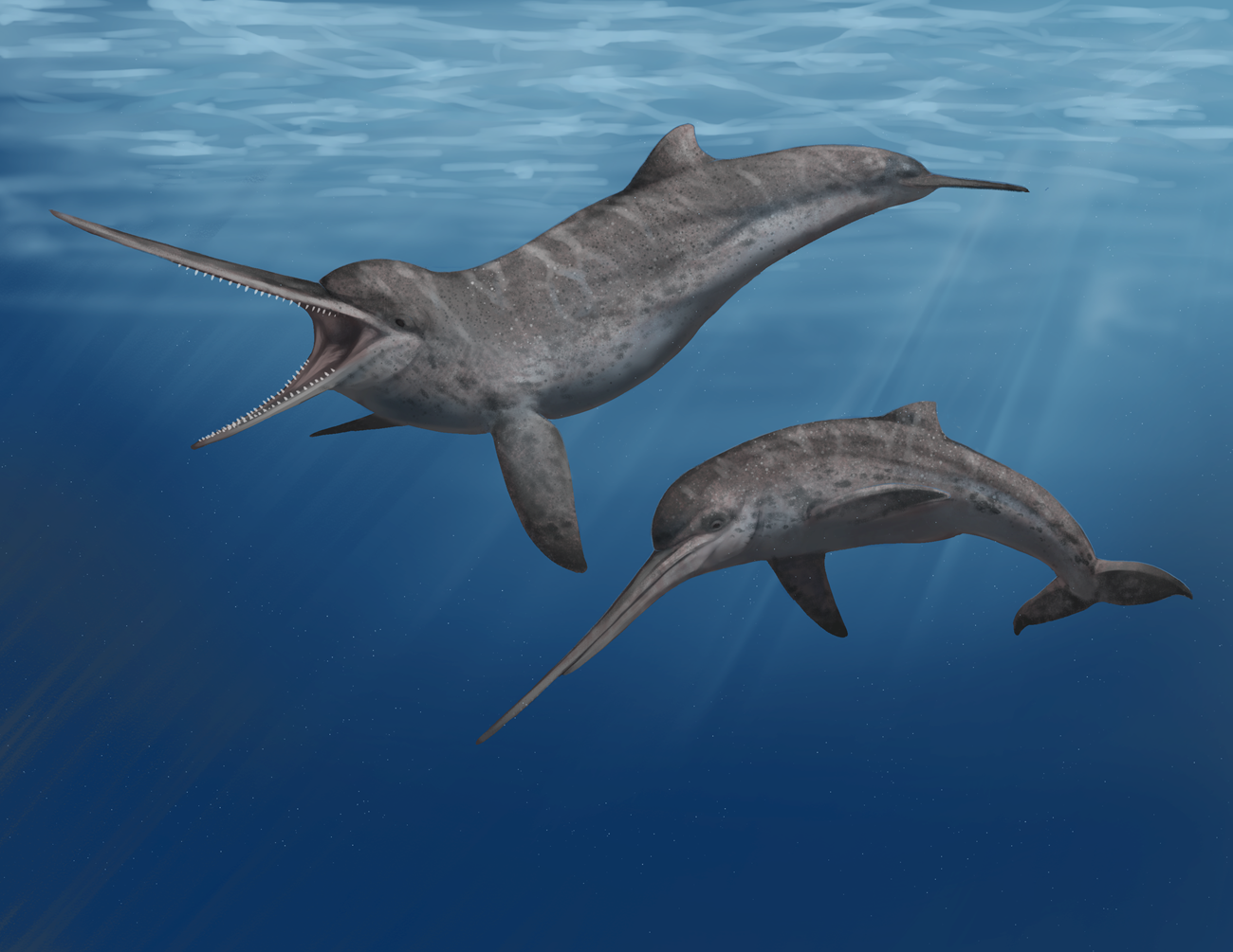 Artist reconstruction of the extinct Miocene long-snouted eurhinodelphinid dolphin.