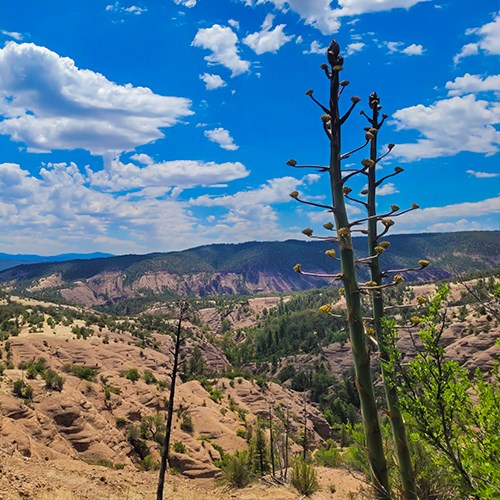 A wide view over looking mountains with yellow rock exposed on some and green foliage covering others the sky is blue, and a yucca stalk grows in the foreground of the image