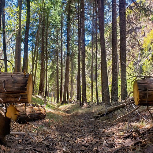 a trail cuts through a forest with evergreen trees, pine needles cover the trail and forest floor, there is a log that is cut to provide a clear trail.